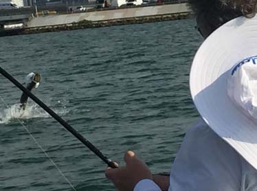 Biscayne Bay tarpon